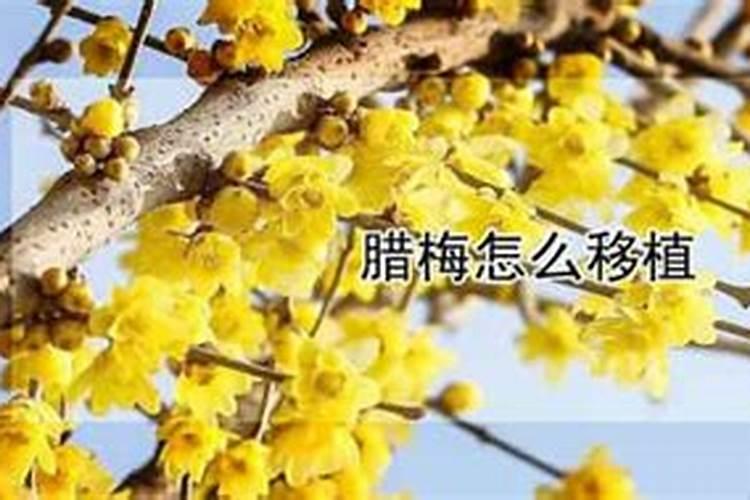 移栽腊梅多久施肥 腊梅移栽后需要几次施肥？