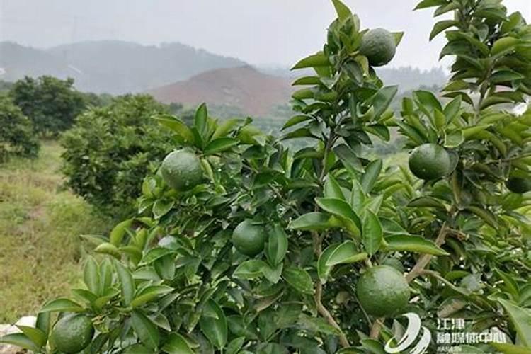 枳壳种植技术与栽培管理