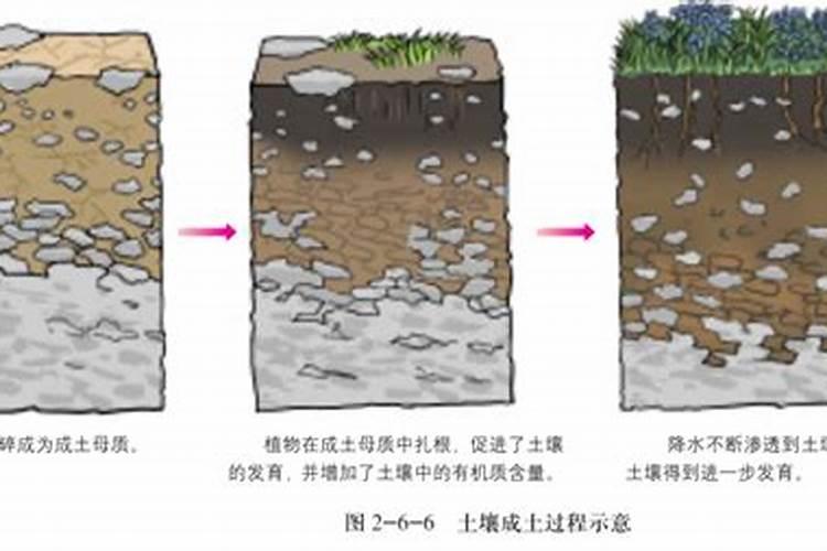天然土壤颗粒的主要成分