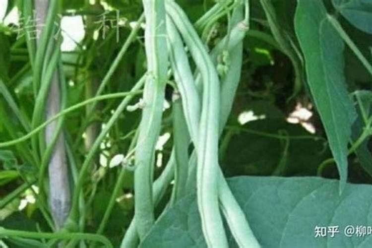美国无架豇豆怎么留种？