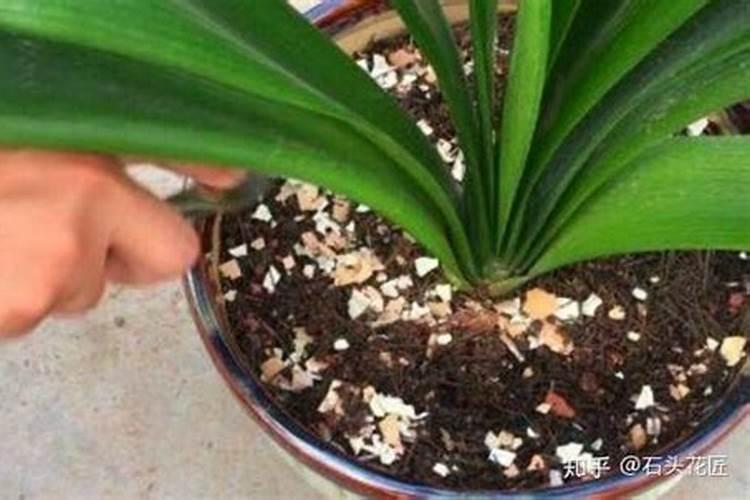 种植向日葵。放进花盆里之前需要用水泡吗？还要注意什么？