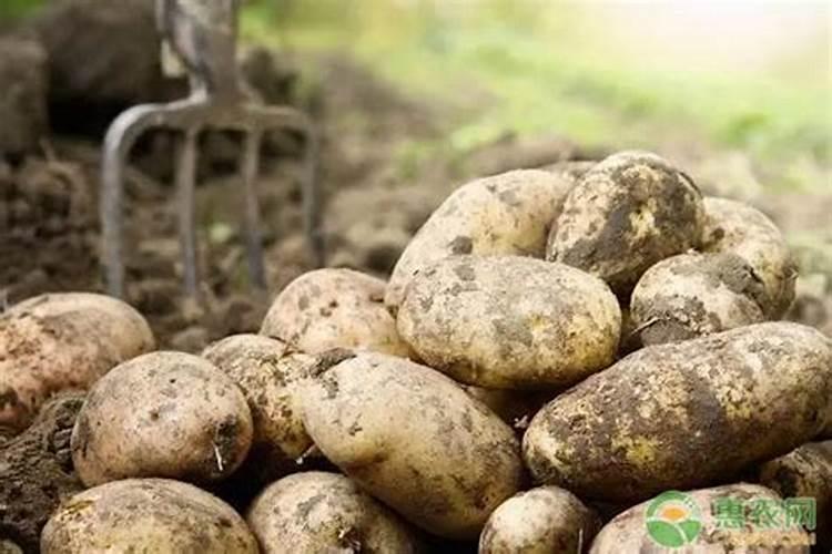 种植土豆最好是施哪种肥料最好？