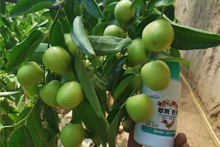 冬枣对于栽植和生长环境有什么要求？
