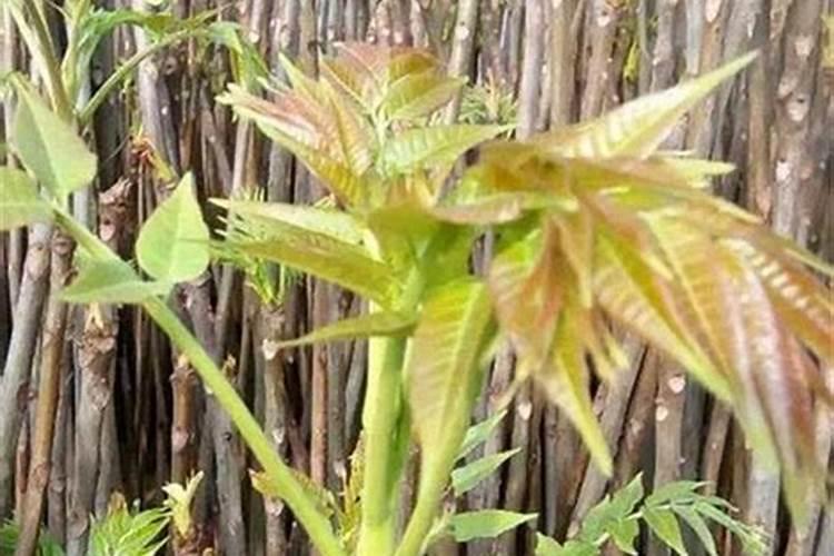 种植一亩大棚香椿要多少成本