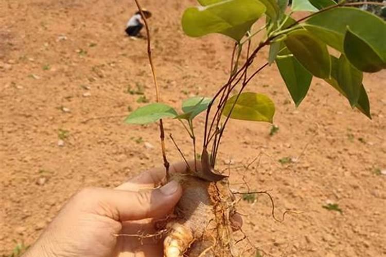 太子参满地草除草松了土有什么后果？
