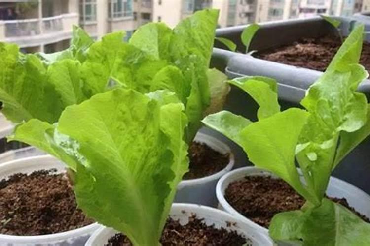 花盆种菜怎么施肥 花盆种菜如何施肥
