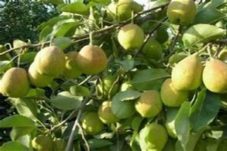 梨树春季施肥用什么肥料合适