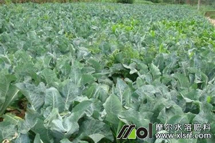 花菜施什么肥最好