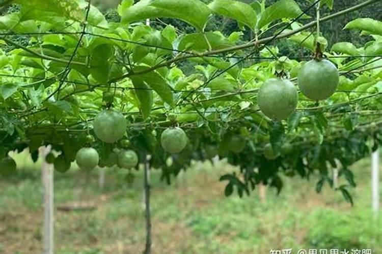种柑橘用什么肥料最好