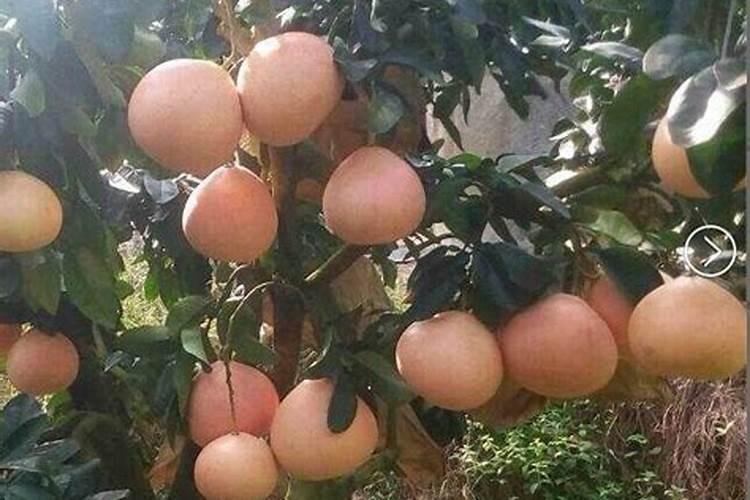 蜜柚膨果期施肥管理 施什么肥效果好