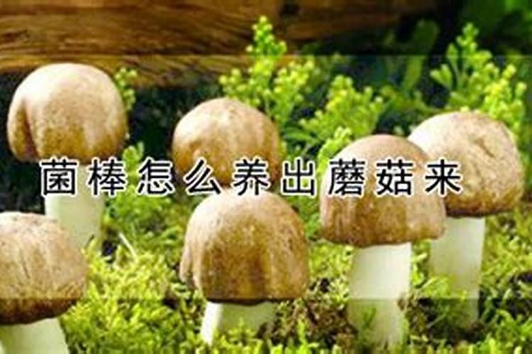 废弃蘑菇菌棒能用来养花么
