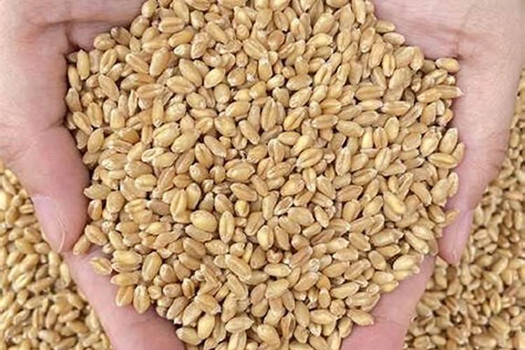 小麦一亩地用了160斤复合肥可以吗