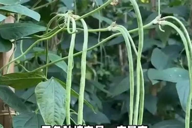 豆角施肥时间及方法 豆角施肥正确方法
