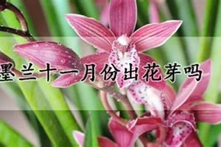 养兰花,如何使用磷酸二氢钾呢？