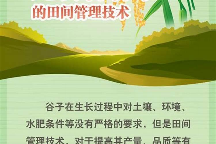 谷子种植方法