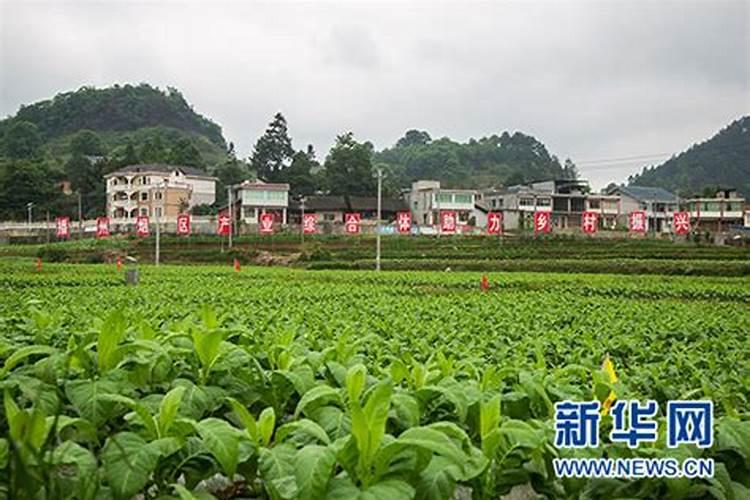 烟草追施什么肥料好？烟草用哪些肥料好？烟草专用增产叶面肥昆仑风!