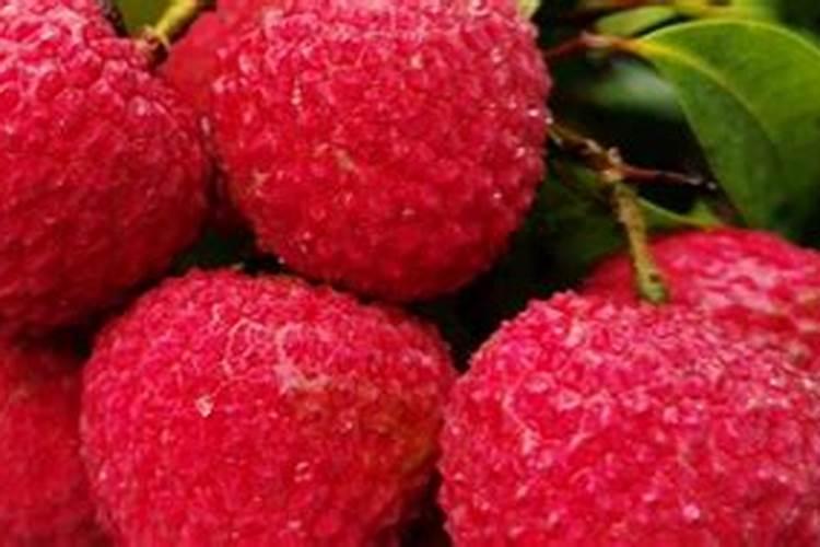荔枝花芽分化期施什么肥、荔枝施肥管理技术