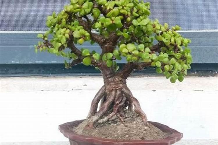 使植物茎秆粗壮的肥料使植物茎秆粗壮的肥料是什么