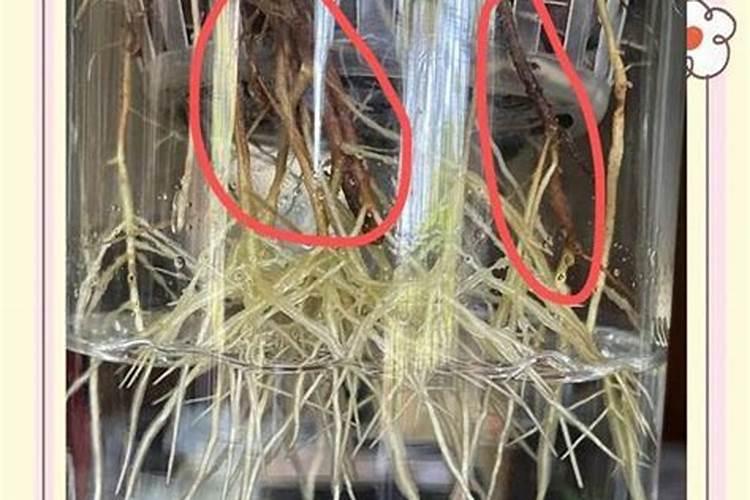 玉树使用什么肥可以快速木质化