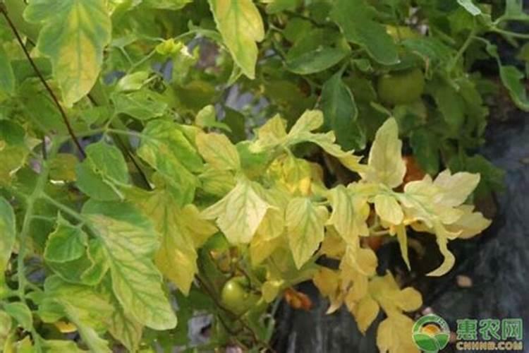 西红柿根变黄是什么原因 逐渐整株失去绿色