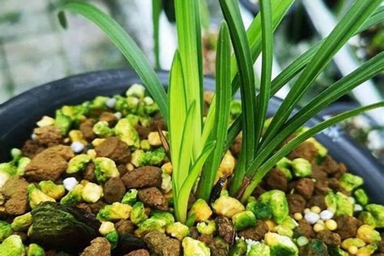 白兰花施什么肥料最好