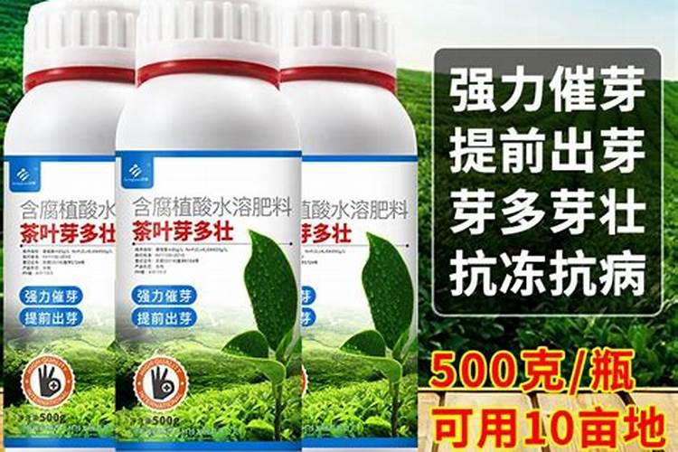 如何给茶花小苗追肥新芽长得更粗壮