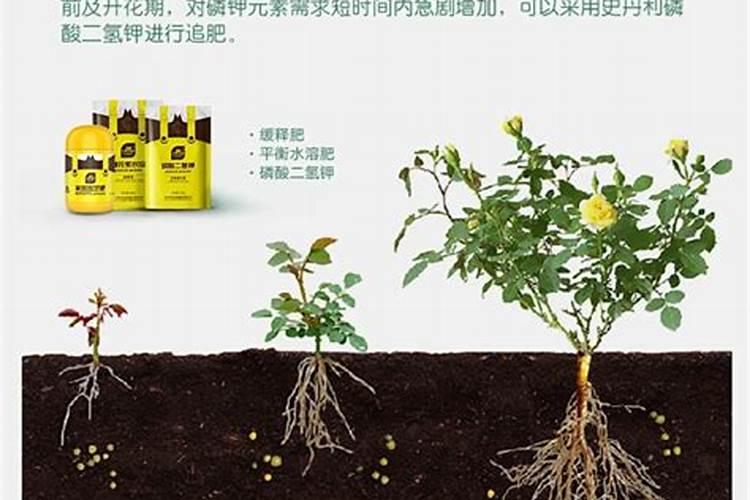 室内盆栽花卉施什么肥