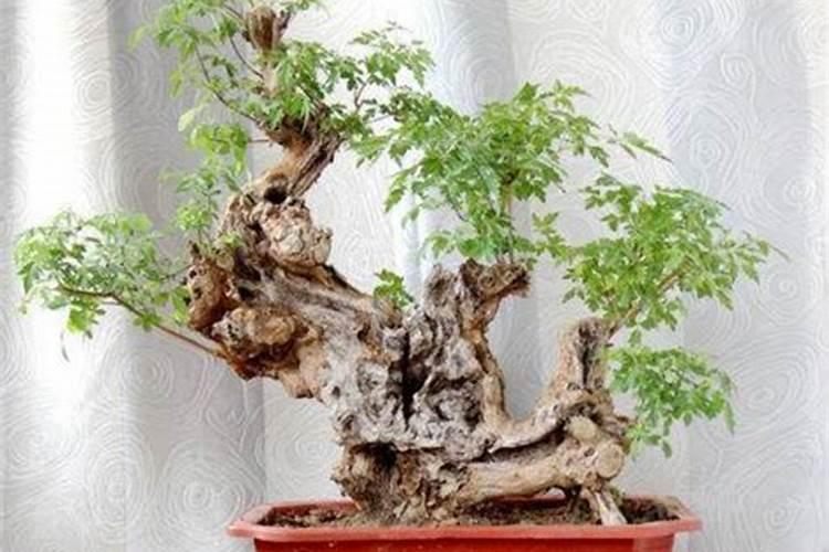 黄荆盆景怎么养