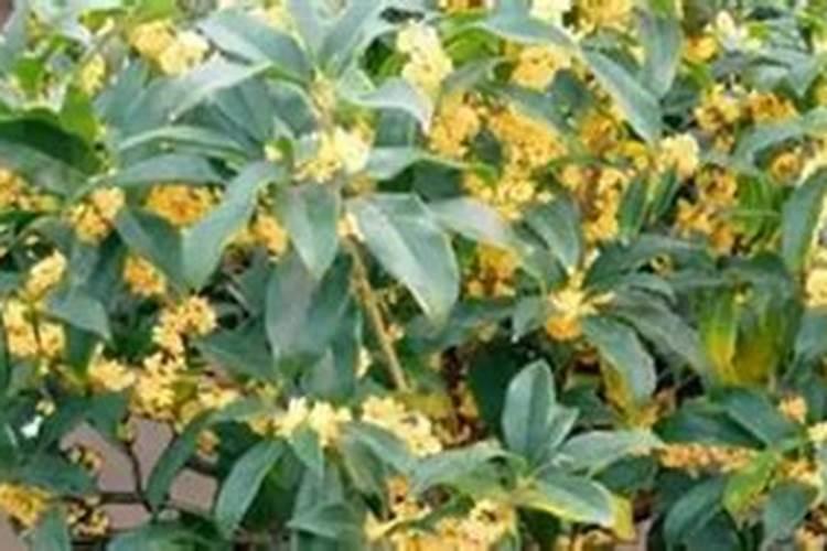 桂花树施什么肥料最好