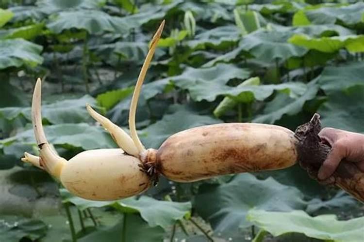 喷什么肥能使莲藕表皮光滑有光泽