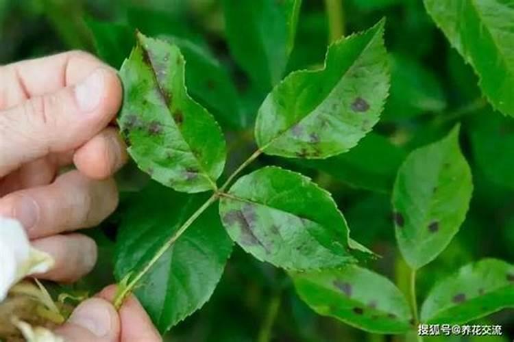 土壤杀菌消毒什么药剂最好