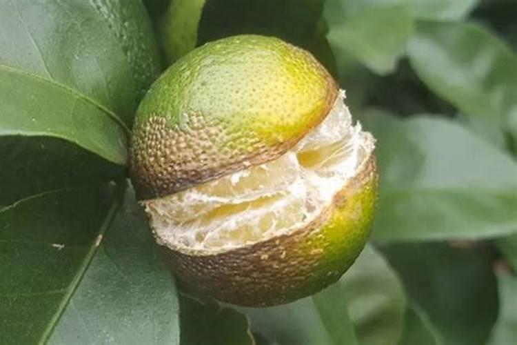 糖醇钙镁硼和鱼蛋白加云台素能保花保果作用吗？