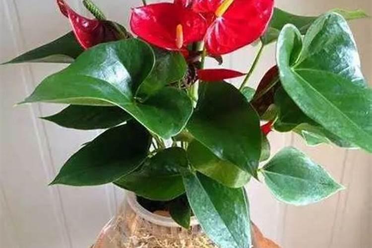 氨基酸在肥料中有什么作用呢？