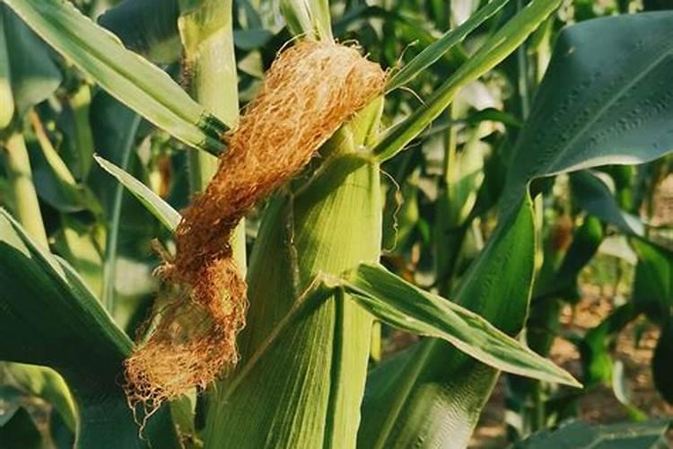 玉米与花生的套种技术