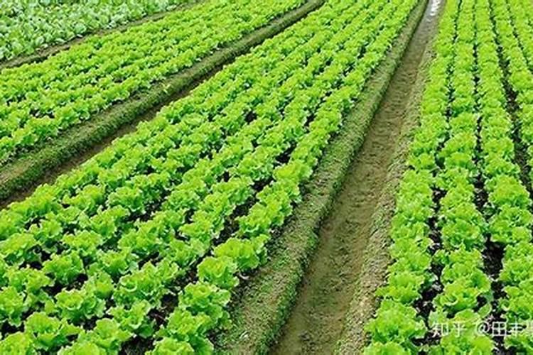 娃娃菜高产种植管理要点 娃娃菜怎么施肥