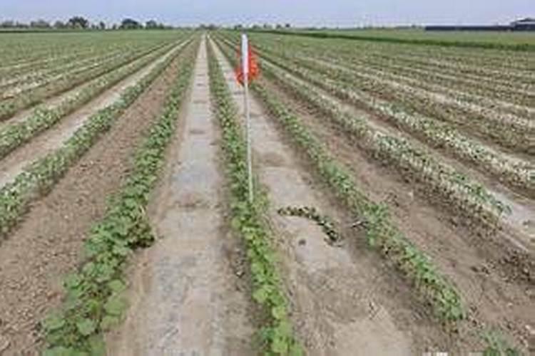 磷对棉花棉桃的作用