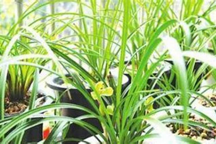 如何为兰花自制磷肥令其开花时间更长