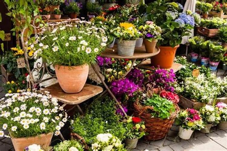 月季花施什么肥料好