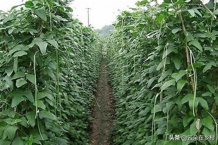 黄瓜秧和豆角秧叶子卷曲枯黄是怎么回事？这是个普遍现象,而且只限于露 ...