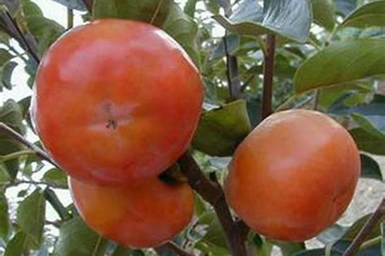 棵树什么时候施肥好