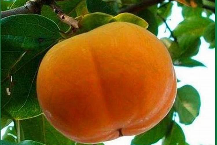 生吃柿子种植技术