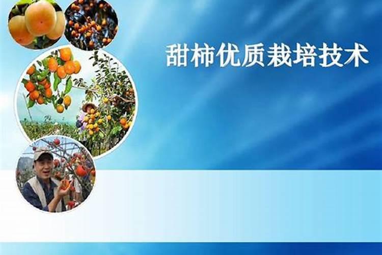 甜柿树施肥要合理,甜柿树怎么施肥好？