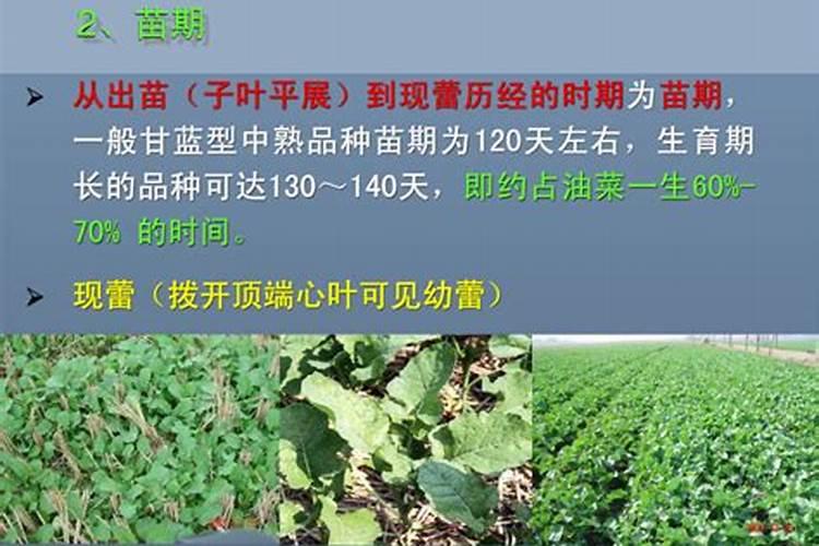 控释肥与普通肥料相比,有哪些优缺点？