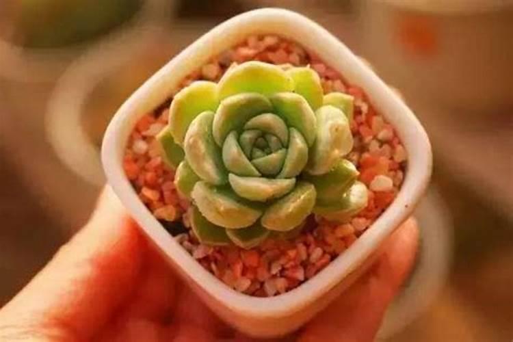 红豆杉盆景干枯的原因及解决方法