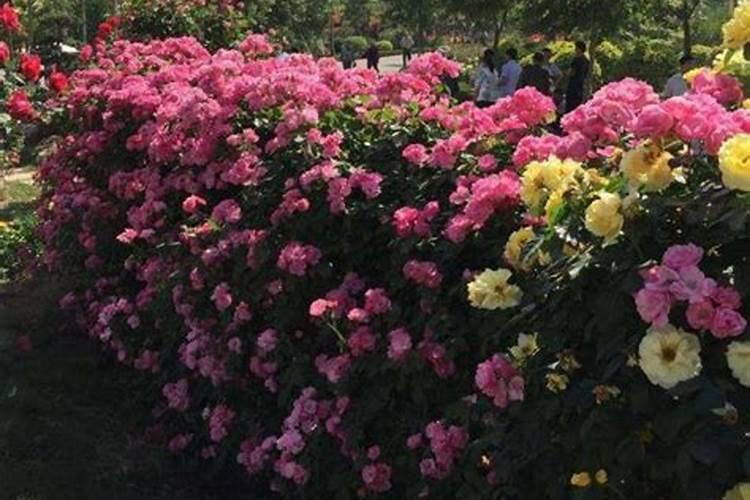 月季花在夏季要不要施肥