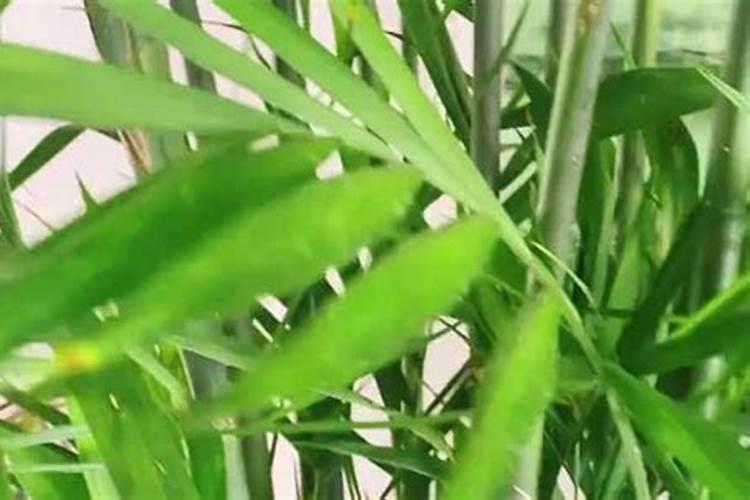 凤尾竹怎么养