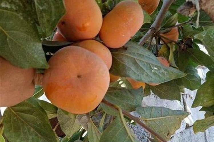 阳丰甜柿栽培技术 太秋甜柿的引种表现及栽培技术初报