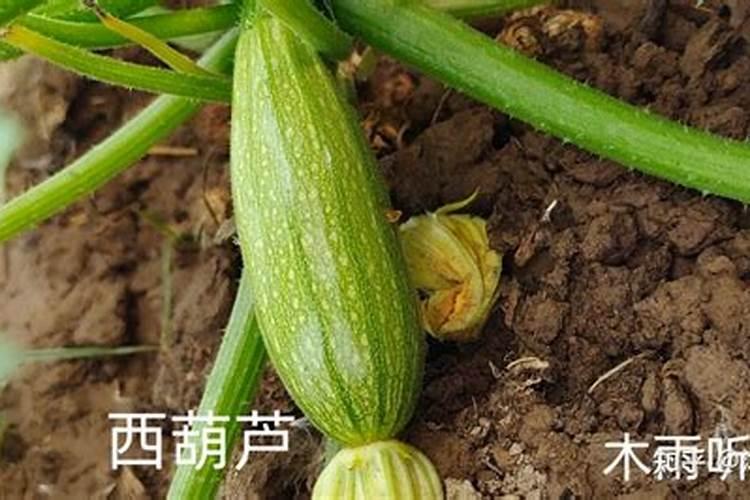 西葫芦种植方法西葫芦栽培管理技术要点
