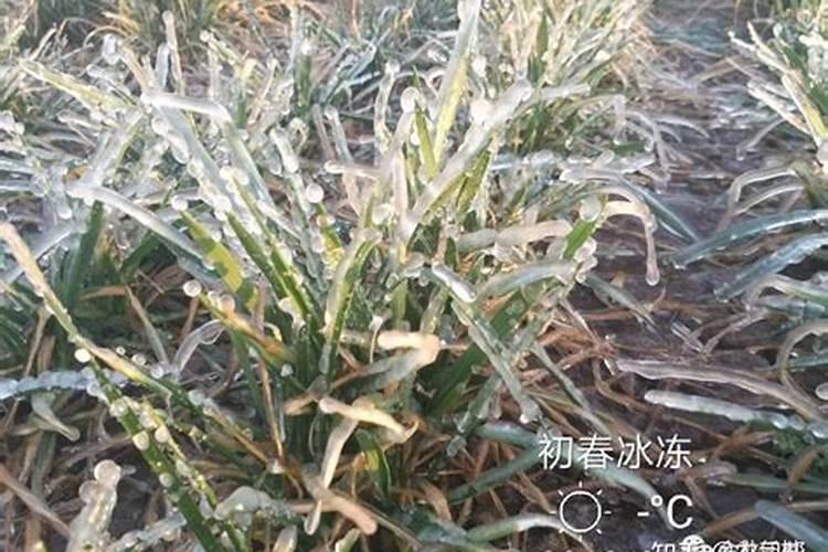 冬小麦用水溶肥可以吗