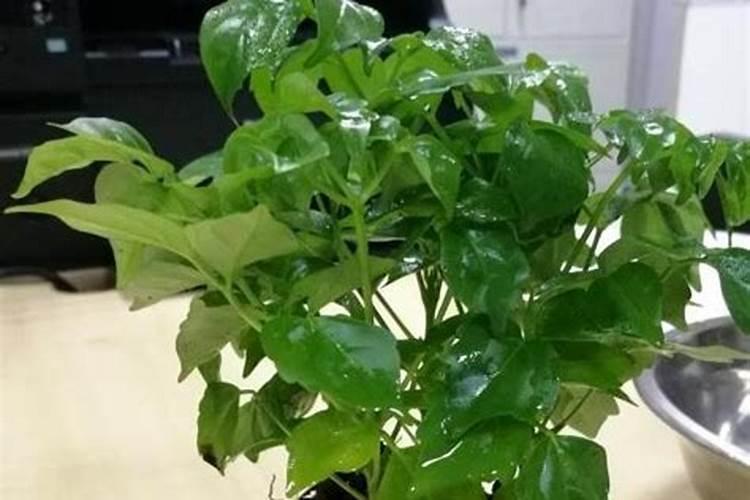幸福树用什么肥料最好